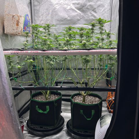 ILGM Banana Kush & Clone (Fem) growlog timeline photo