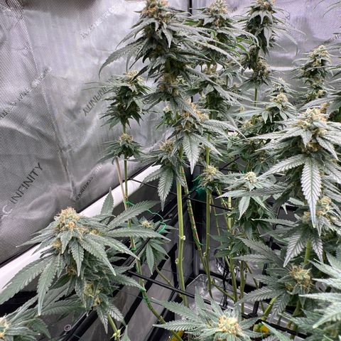 ILGM Banana Kush & Clone (Fem) growlog timeline photo