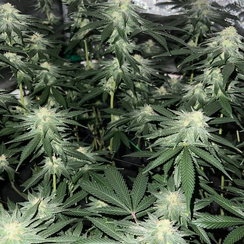 ILGM Banana Kush & Clone (Fem) growlog timeline photo