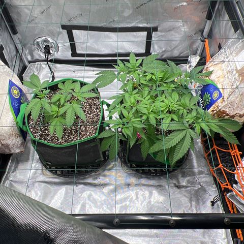 ILGM Banana Kush & Clone (Fem) growlog timeline photo