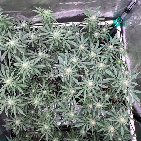 ILGM Banana Kush & Clone (Fem) growlog timeline photo