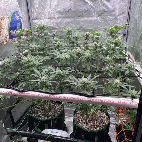 ILGM Banana Kush & Clone (Fem) growlog timeline photo