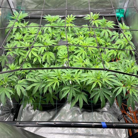 ILGM Banana Kush & Clone (Fem) growlog timeline photo