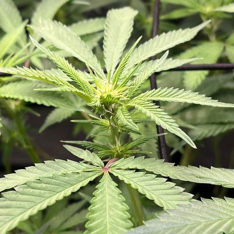 ILGM Banana Kush & Clone (Fem) growlog timeline photo