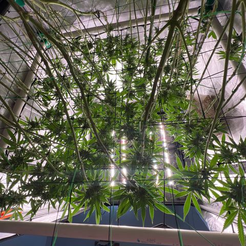 ILGM Banana Kush & Clone (Fem) growlog timeline photo