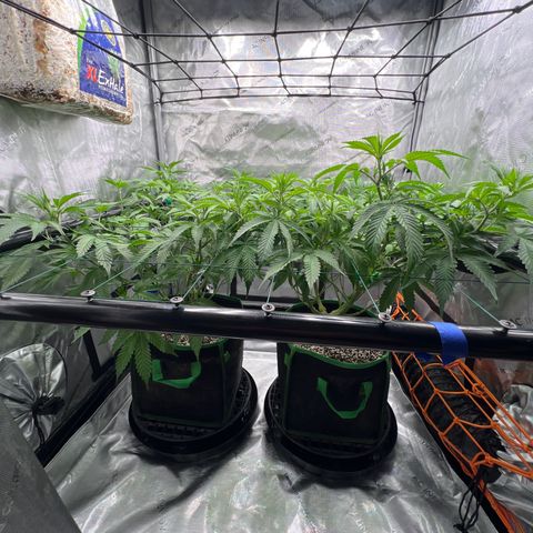 ILGM Banana Kush & Clone (Fem) growlog timeline photo