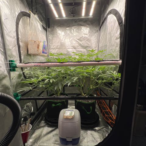 ILGM Banana Kush & Clone (Fem) growlog timeline photo