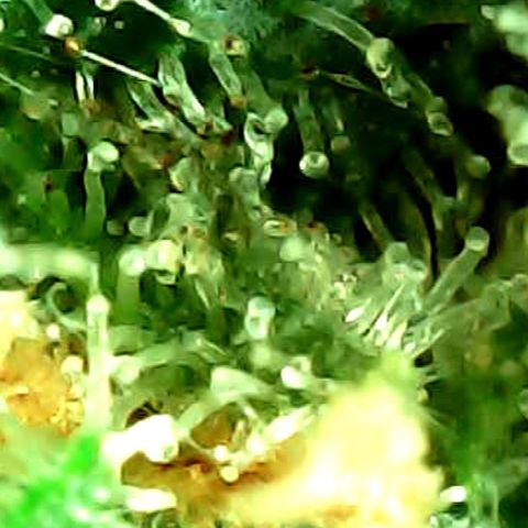 ILGM Banana Kush & Clone (Fem) growlog timeline photo