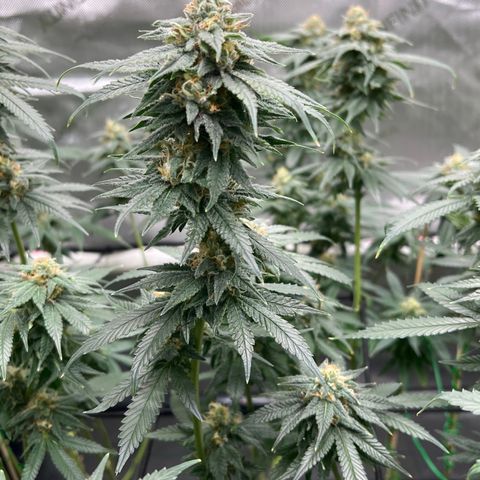 ILGM Banana Kush & Clone (Fem) growlog timeline photo