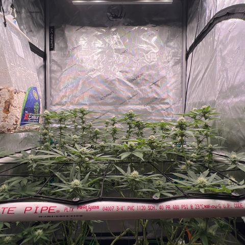 ILGM Banana Kush & Clone (Fem) growlog timeline photo