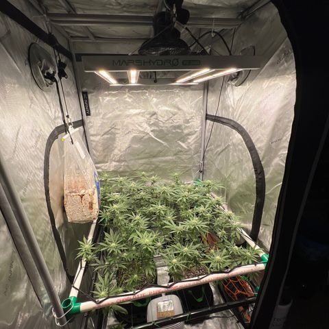 ILGM Banana Kush & Clone (Fem) growlog timeline photo