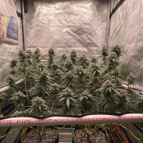 ILGM Banana Kush & Clone (Fem) growlog timeline photo