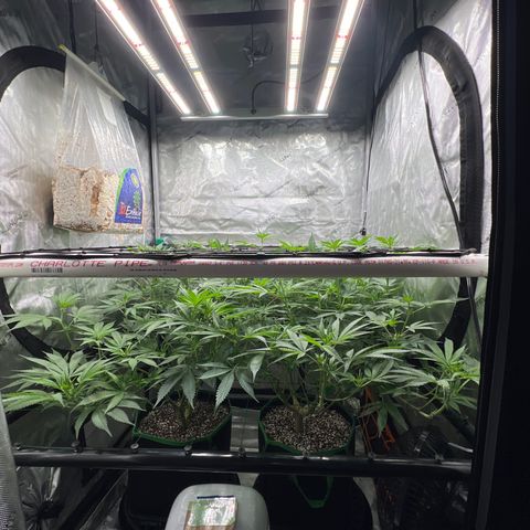 ILGM Banana Kush & Clone (Fem) growlog timeline photo