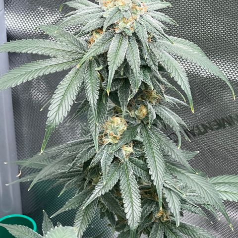 ILGM Banana Kush & Clone (Fem) growlog timeline photo