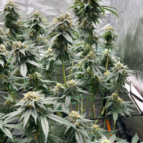 ILGM Banana Kush & Clone (Fem) growlog timeline photo