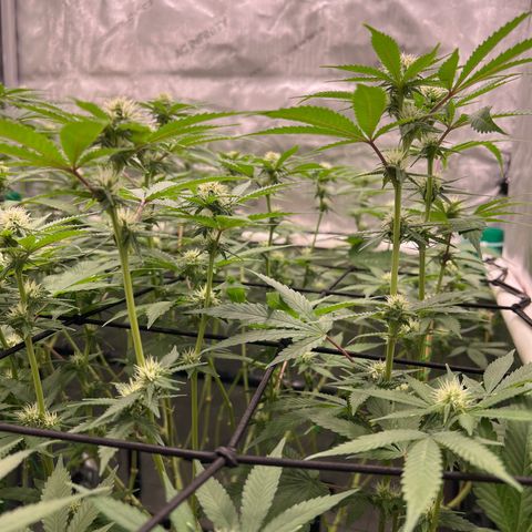 ILGM Banana Kush & Clone (Fem) growlog timeline photo