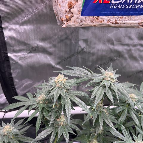 ILGM Banana Kush & Clone (Fem) growlog timeline photo