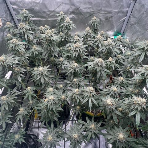 ILGM Banana Kush & Clone (Fem) growlog timeline photo