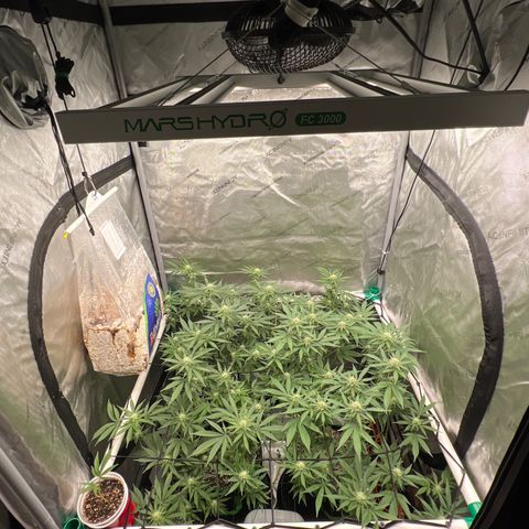 ILGM Banana Kush & Clone (Fem) growlog timeline photo