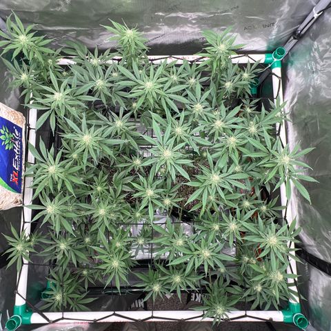 ILGM Banana Kush & Clone (Fem) growlog timeline photo