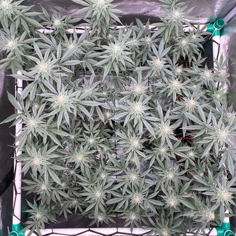 ILGM Banana Kush & Clone (Fem) growlog timeline photo