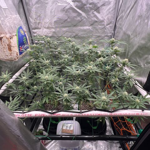 ILGM Banana Kush & Clone (Fem) growlog timeline photo