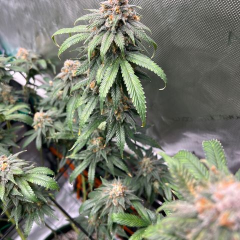 ILGM Banana Kush & Clone (Fem) growlog timeline photo