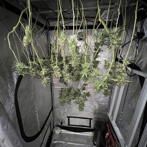 ILGM Banana Kush & Clone (Fem) growlog timeline photo