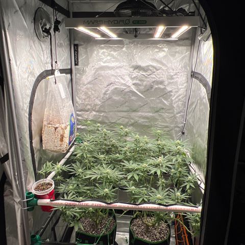 ILGM Banana Kush & Clone (Fem) growlog timeline photo