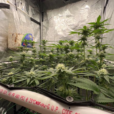 ILGM Banana Kush & Clone (Fem) growlog timeline photo