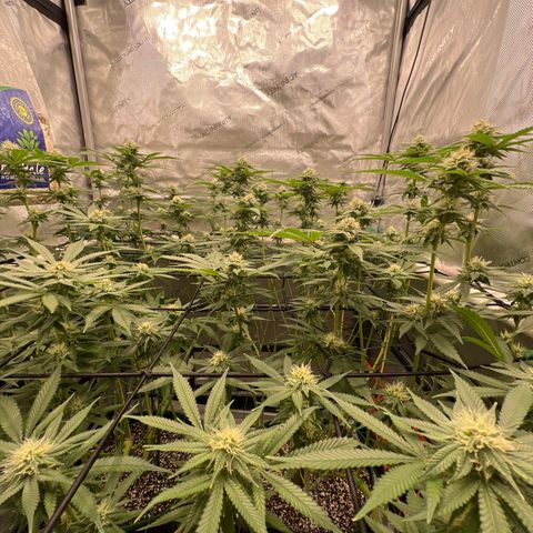 ILGM Banana Kush & Clone (Fem) growlog timeline photo