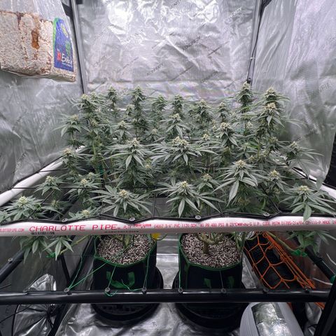 ILGM Banana Kush & Clone (Fem) growlog timeline photo