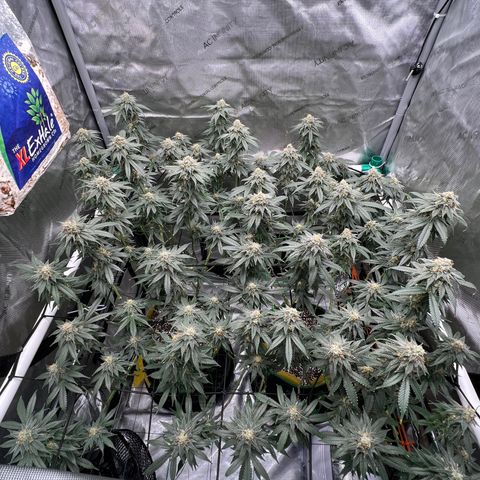 ILGM Banana Kush & Clone (Fem) growlog timeline photo
