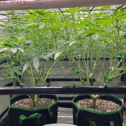 ILGM Banana Kush & Clone (Fem) growlog timeline photo
