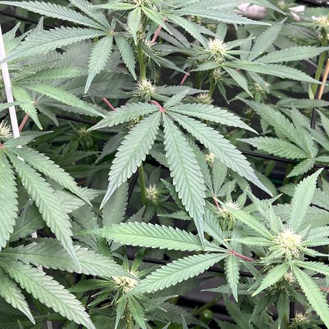 ILGM Banana Kush & Clone (Fem) growlog timeline photo