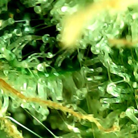 ILGM Banana Kush & Clone (Fem) growlog timeline photo