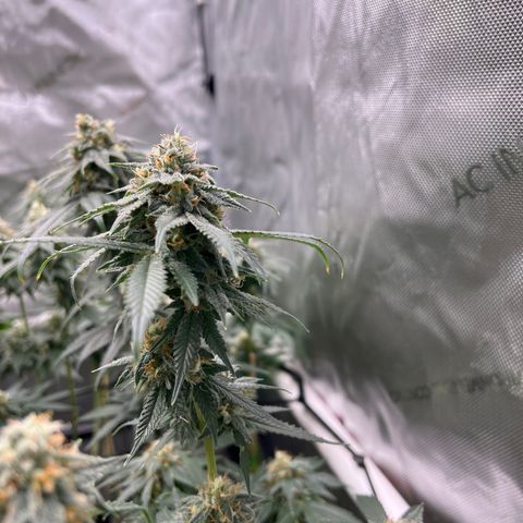 ILGM Banana Kush & Clone (Fem) growlog timeline photo