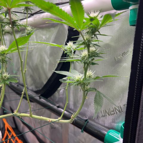 ILGM Banana Kush & Clone (Fem) growlog timeline photo