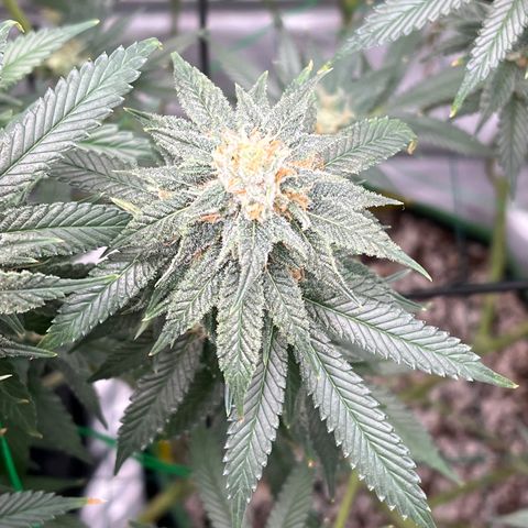 ILGM Banana Kush & Clone (Fem) growlog timeline photo