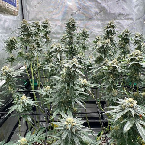 ILGM Banana Kush & Clone (Fem) growlog timeline photo