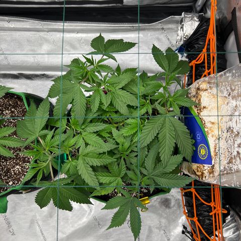 ILGM Banana Kush & Clone (Fem) growlog timeline photo