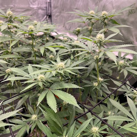 ILGM Banana Kush & Clone (Fem) growlog timeline photo