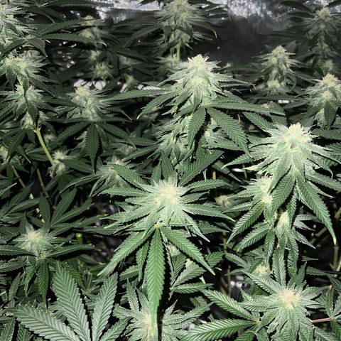 ILGM Banana Kush & Clone (Fem) growlog timeline photo