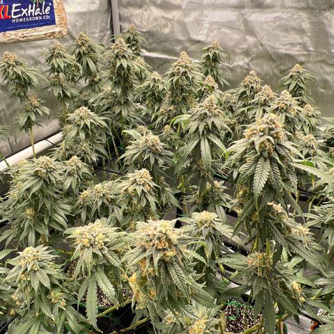 ILGM Banana Kush & Clone (Fem) growlog timeline photo