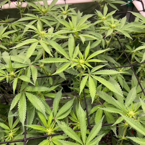 ILGM Banana Kush & Clone (Fem) growlog timeline photo
