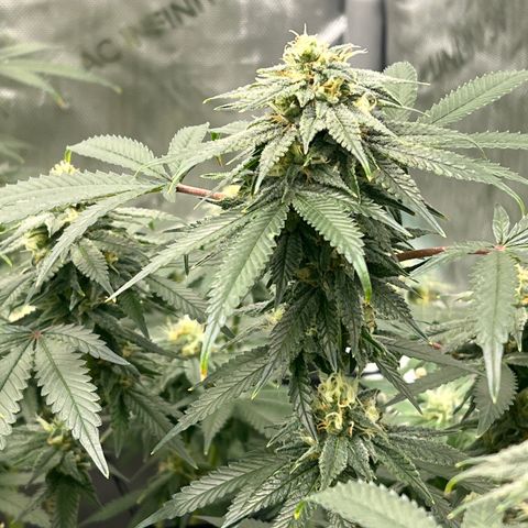 ILGM Banana Kush & Clone (Fem) growlog timeline photo