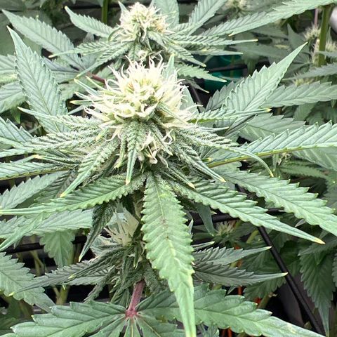 ILGM Banana Kush & Clone (Fem) growlog timeline photo