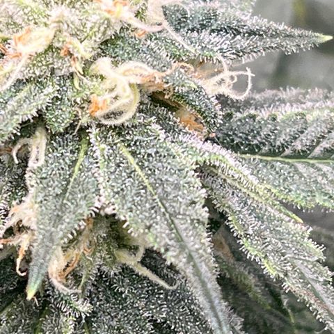 ILGM Banana Kush & Clone (Fem) growlog timeline photo