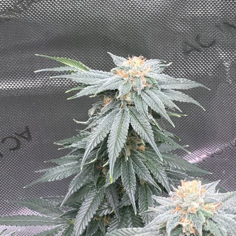 ILGM Banana Kush & Clone (Fem) growlog timeline photo
