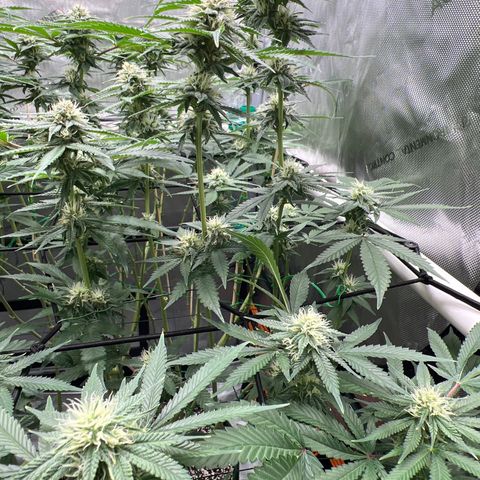 ILGM Banana Kush & Clone (Fem) growlog timeline photo